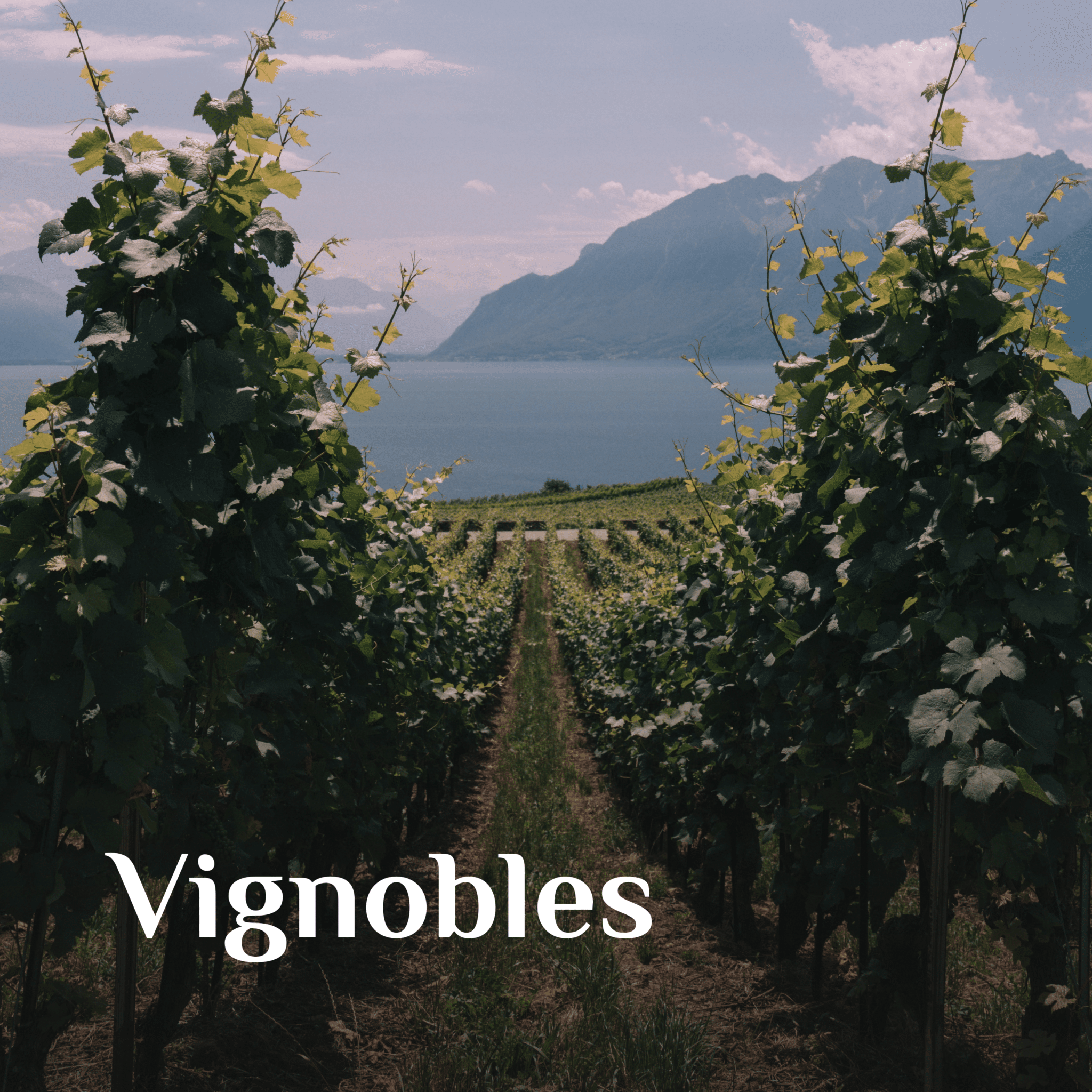 4-vin