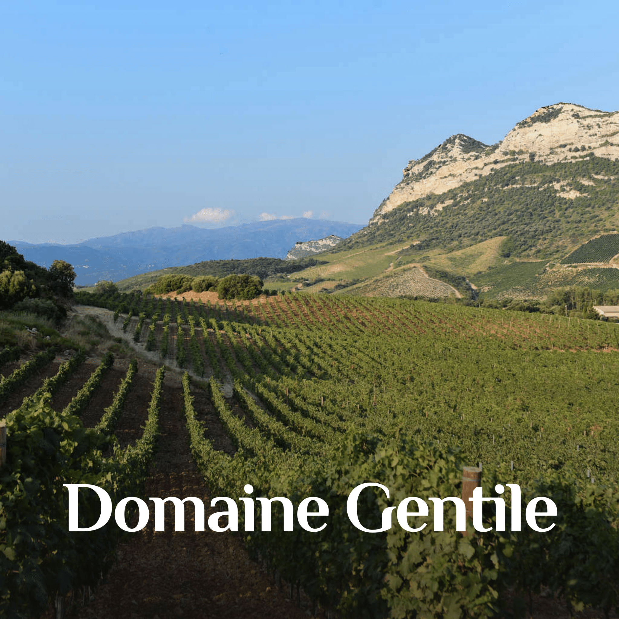 Domaine Gentile