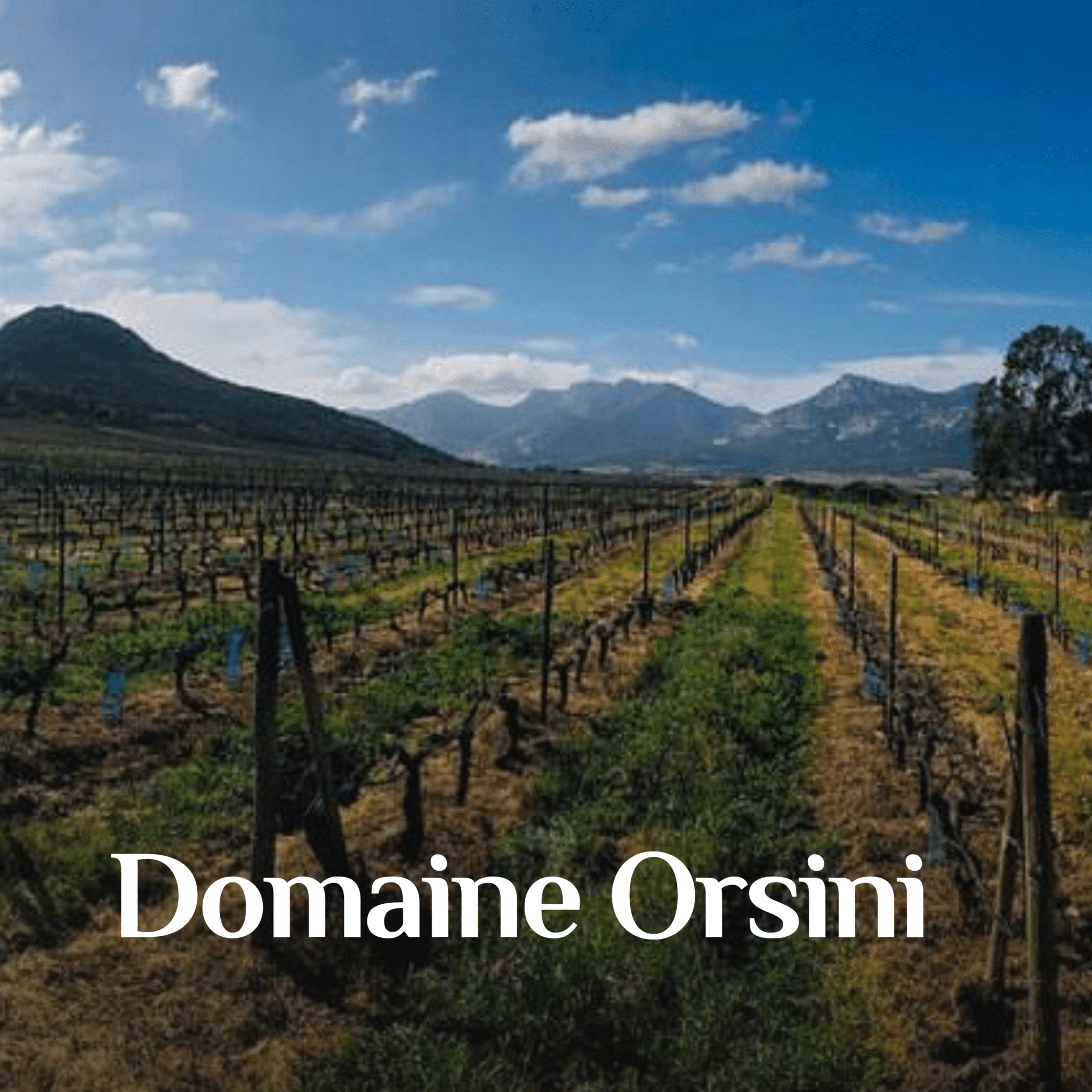 orsini